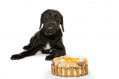 BCake2